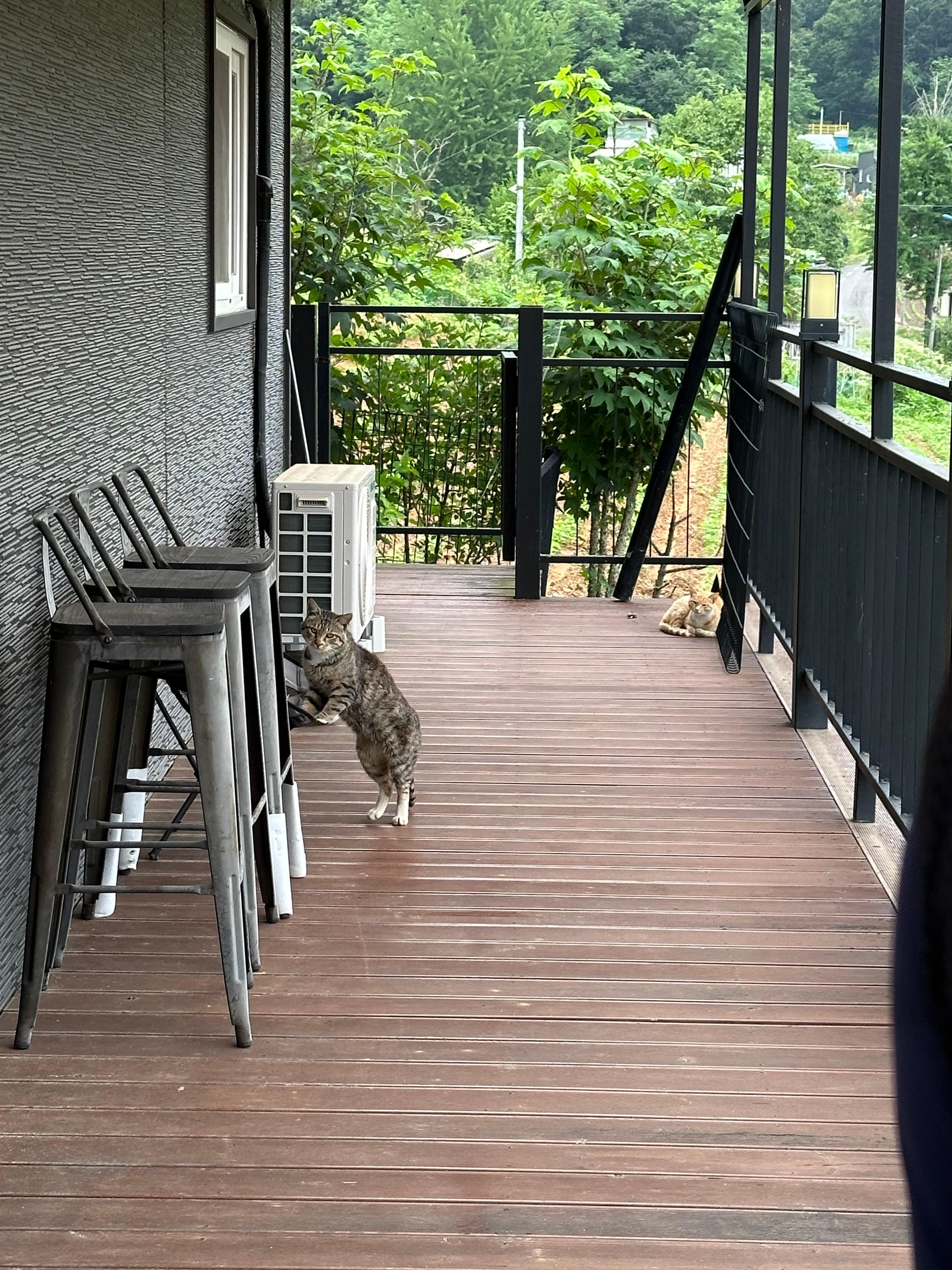 잠시 쉬었다가는 아빠고양이와 새끼고양이