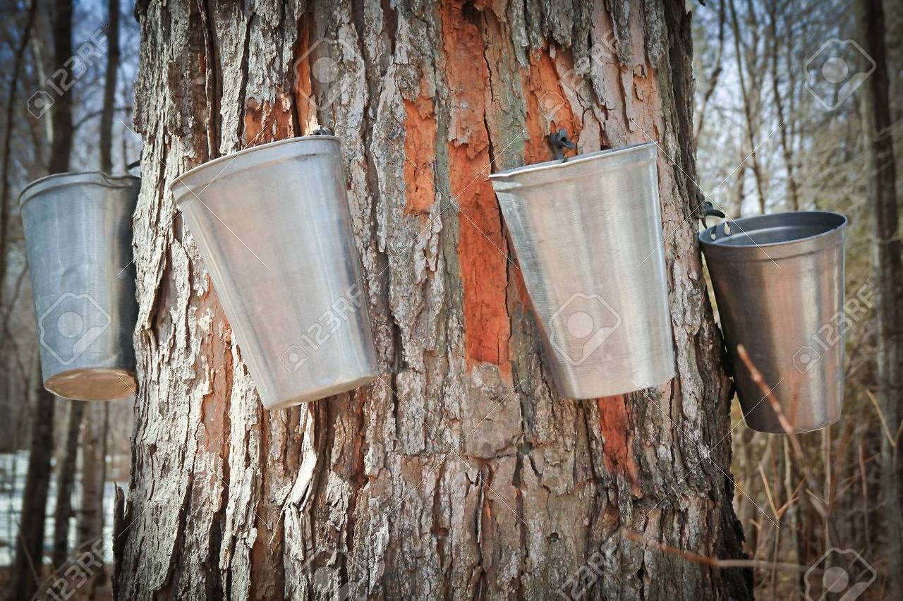 캐나다 메이플 시럽 효능 효과