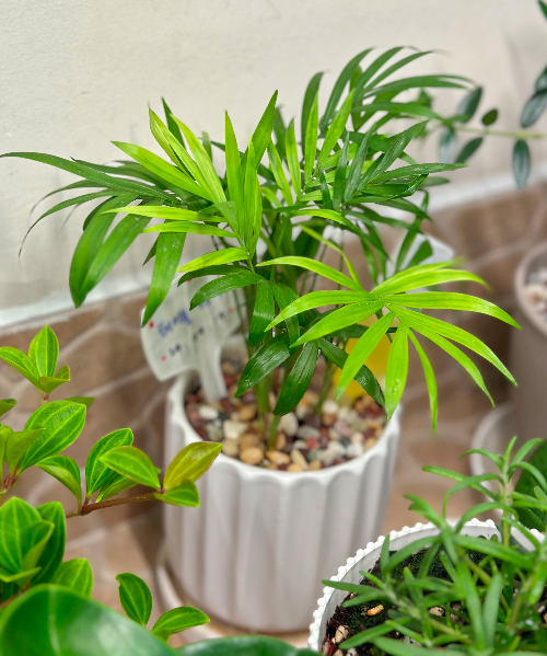 테이블 야자 관리