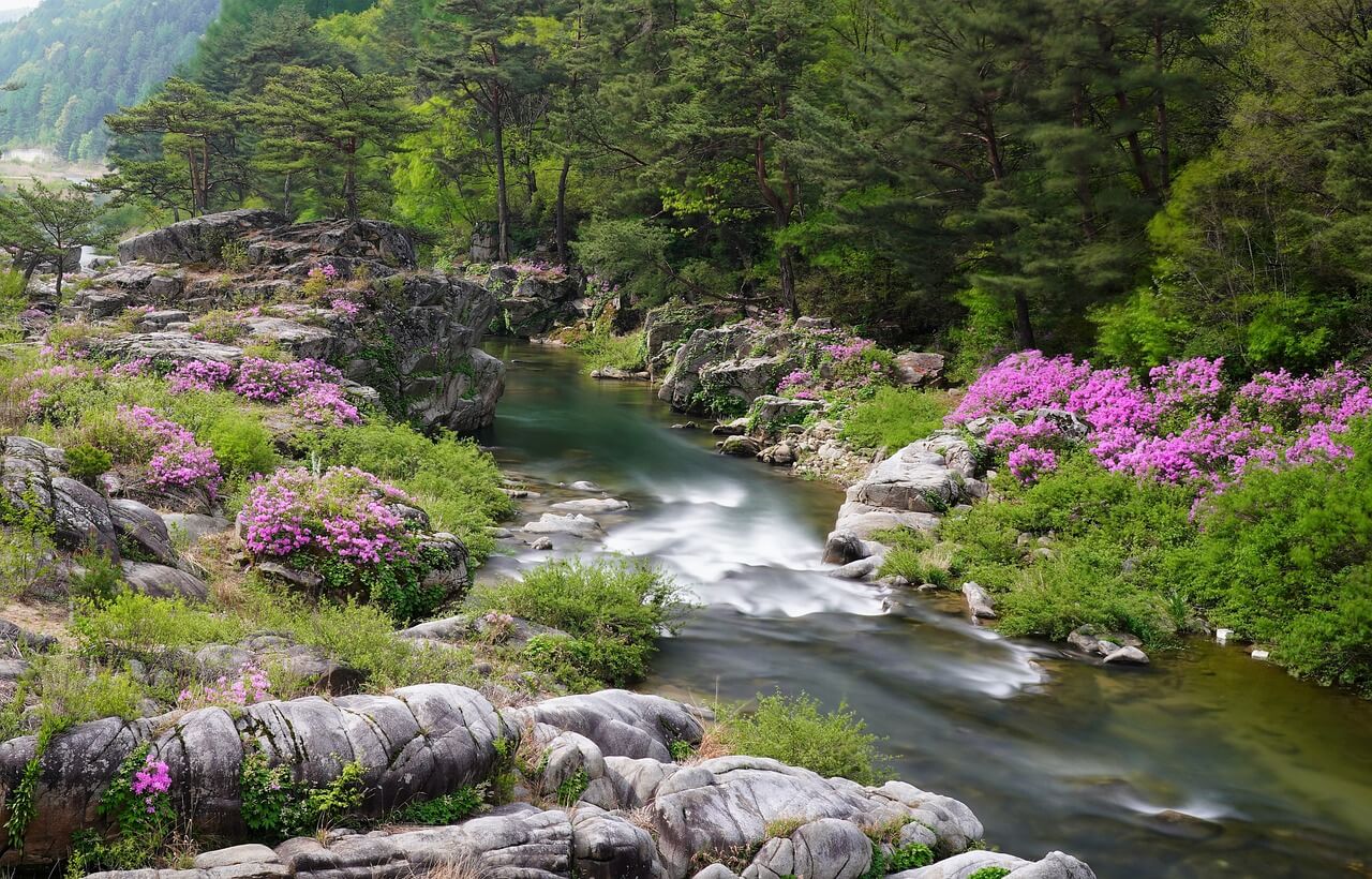 숲 해설가 자격증 취득방법
