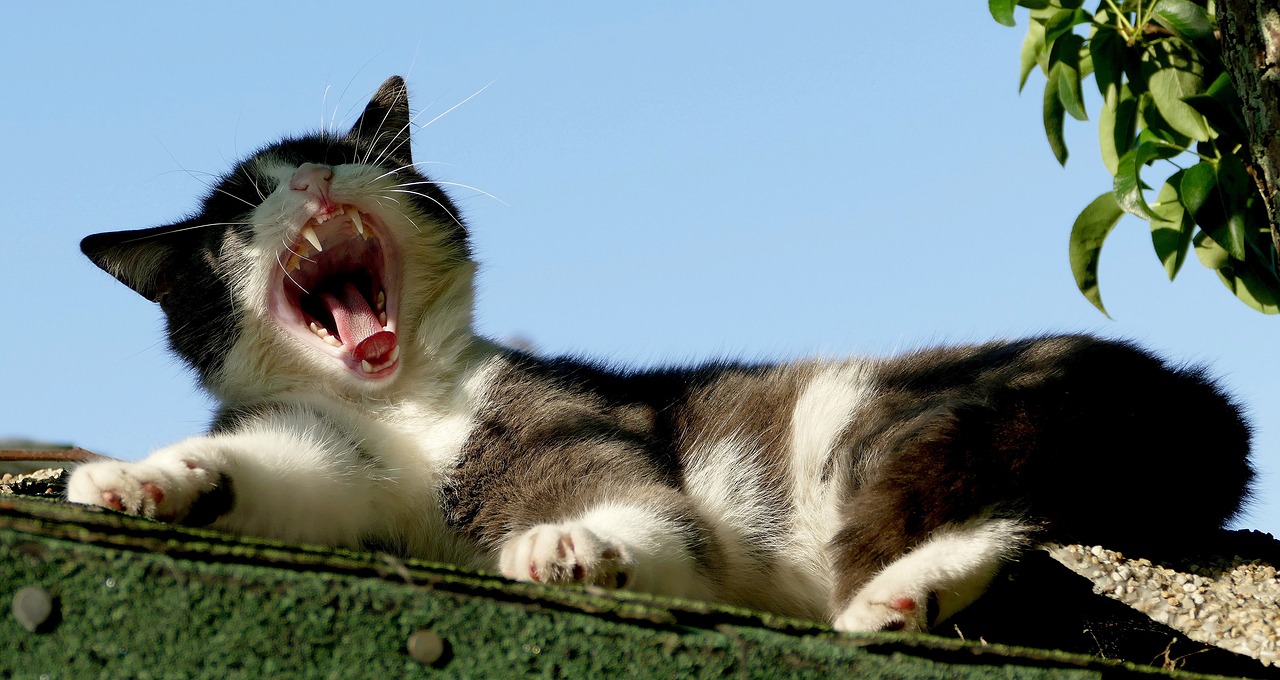 꿀잠 자는법 사진