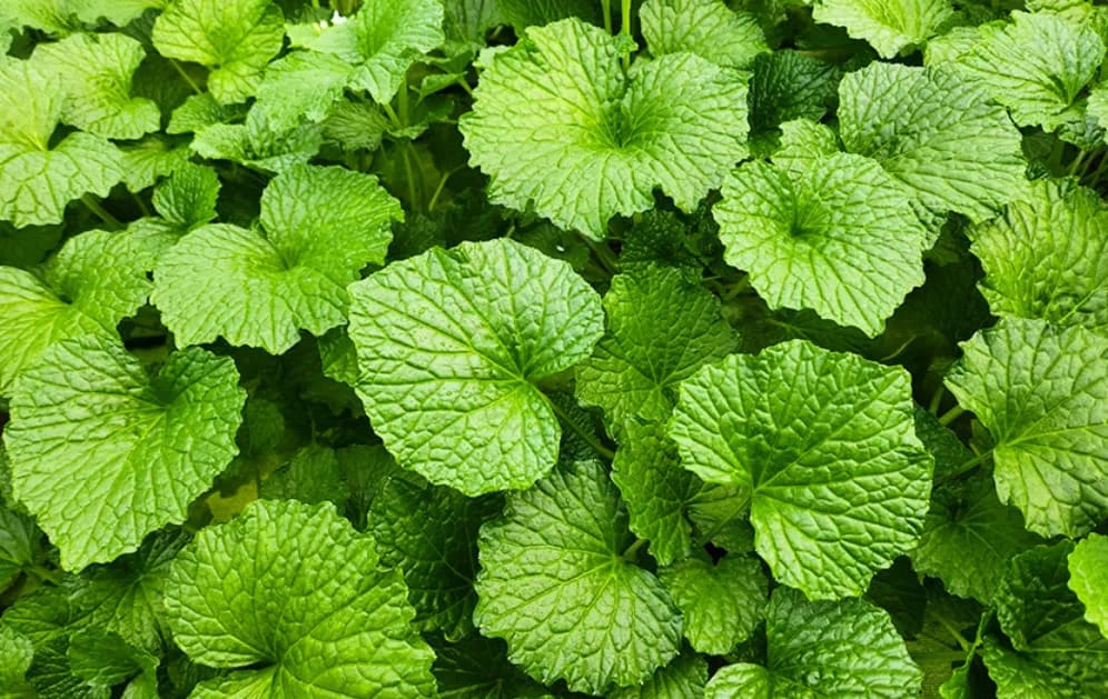 와사비-잎-추출물-체중-감량-효과