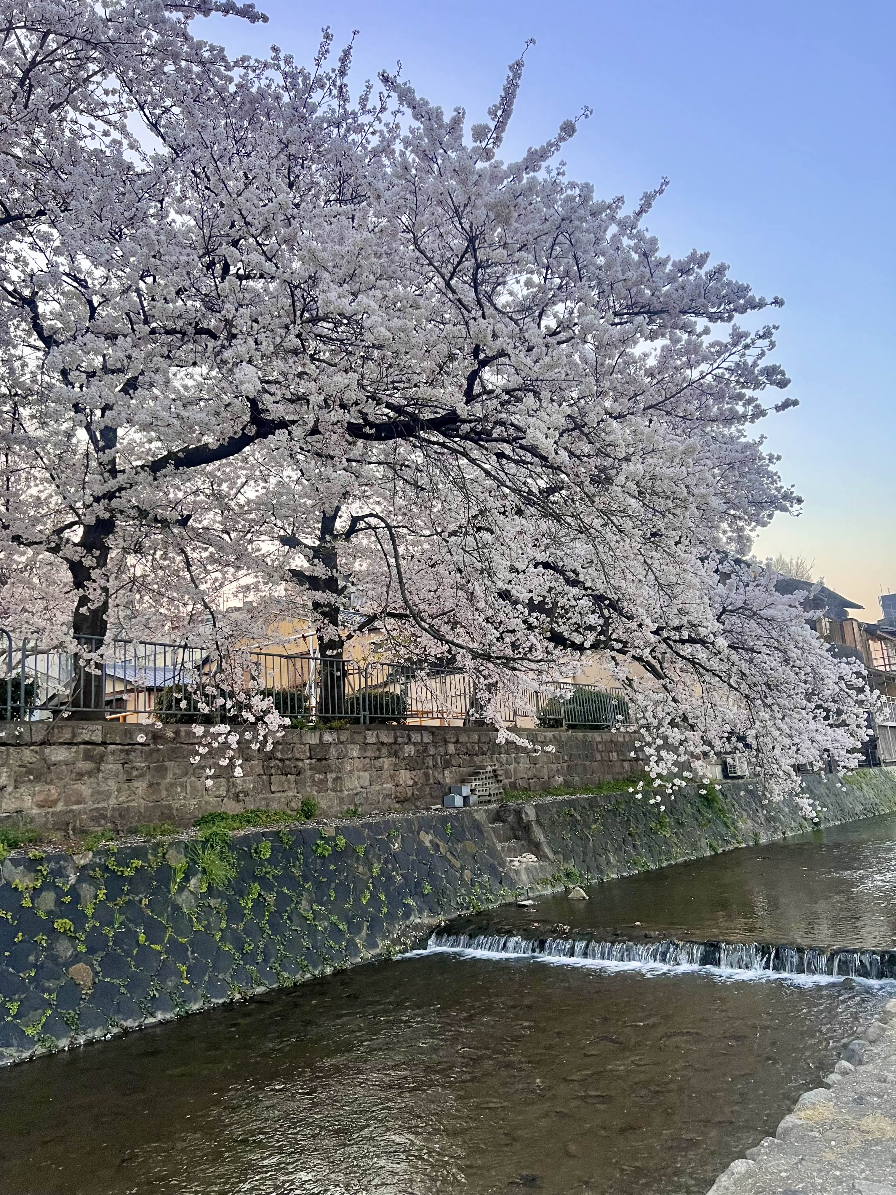 가모강의 낯 벚꽃