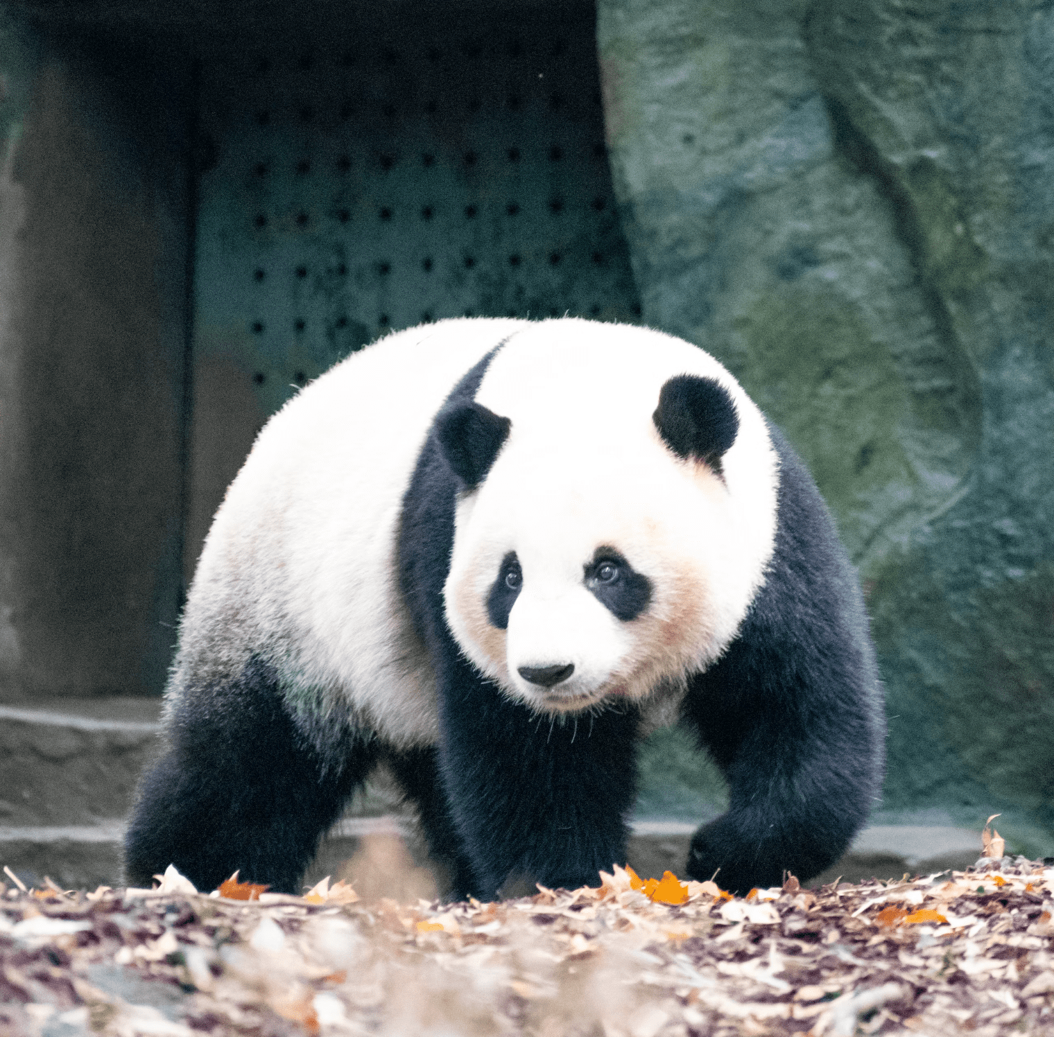 에버랜드 판다월드 할인 예약