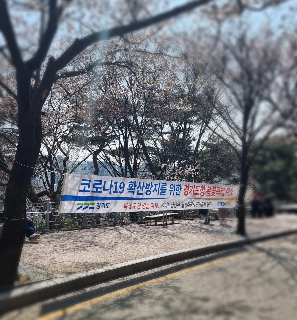 벚꽃길 안내 현수막