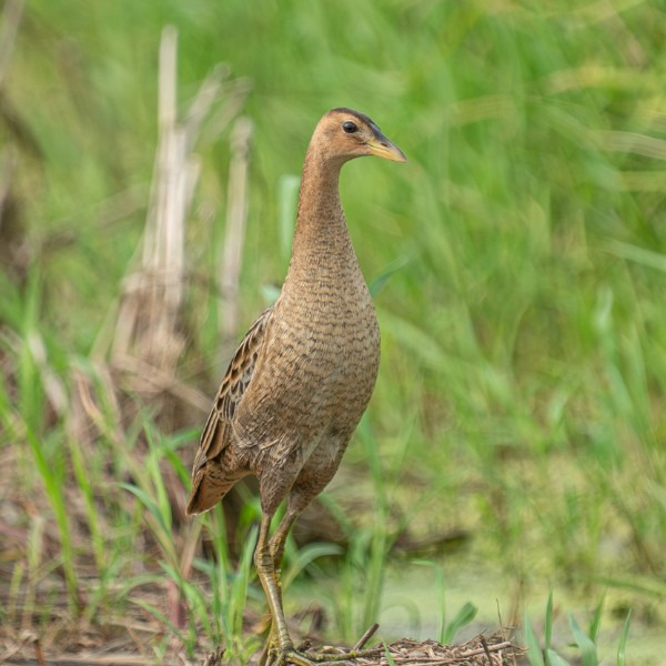우드퍼드 뜸부기 행동 지표를 기반으로 설계한 보전 전략 로드맵