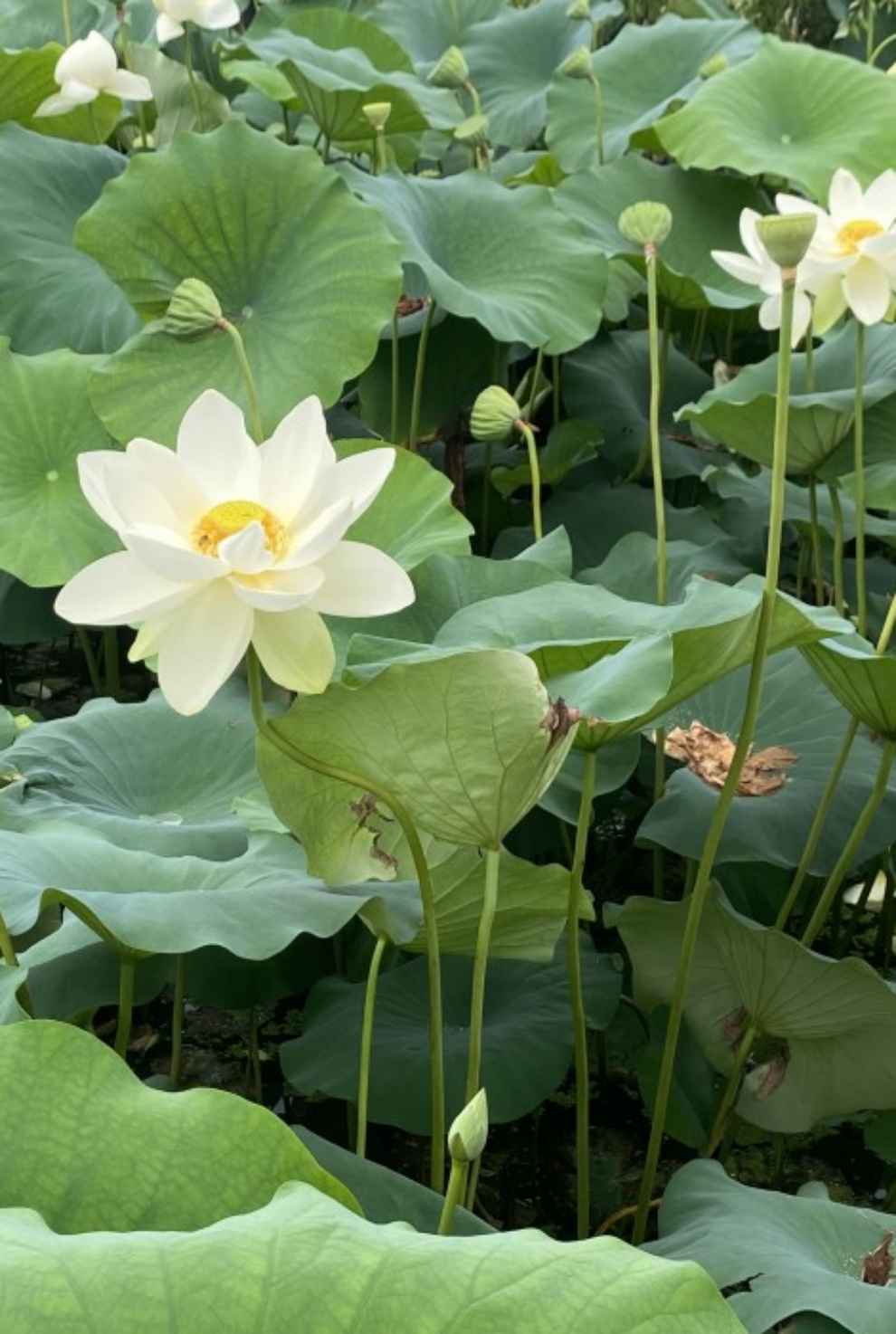 세미원 연꽃문화제