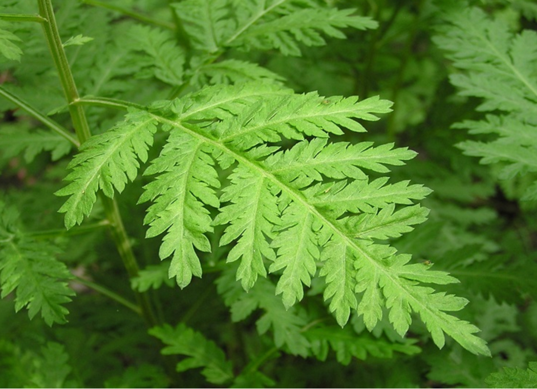 인진쑥, 균일한잎, 푸른줄기, 푸른잎