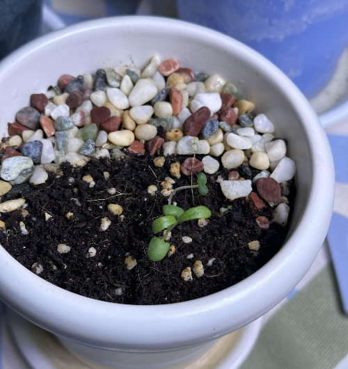 다이소 로즈마리 씨앗