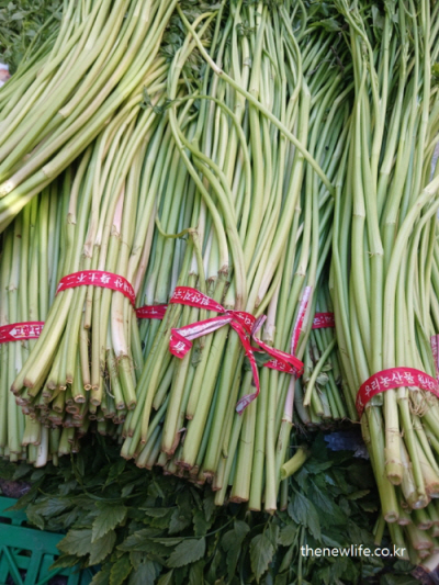 undles of freshly harvested minari wrapped with red ribbons, prepared for sale at a Korean market. / 붉은 띠로 묶어놓은 미나리 다발 – 수확 후 정리되어 시장에 진열된 상태입니다.