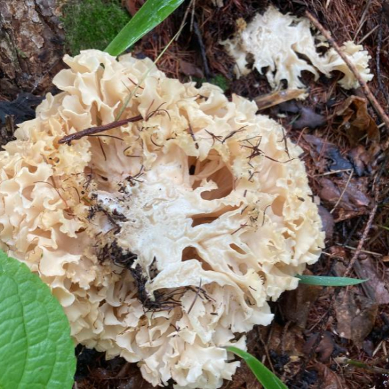 자연산 꽃송이 버섯 3