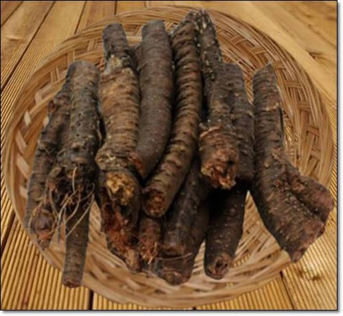 홍경천 뿌리