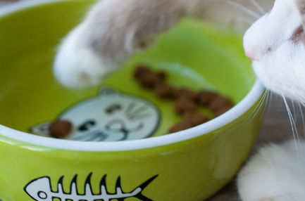 고양이 음식 이미지.