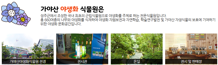 대구 근교 경북 성주 가야산 야생화식물원 봄 꽃 여행 🌸