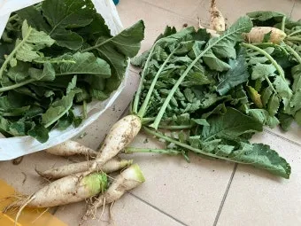 열무 재배 빠른 파종 잔털 제거 혼식 요령_3