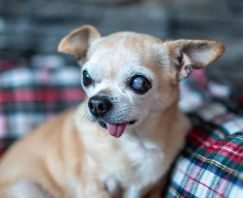 강아지 백내장 수술비용 현실은? 증상·예방법 보호자 가이드