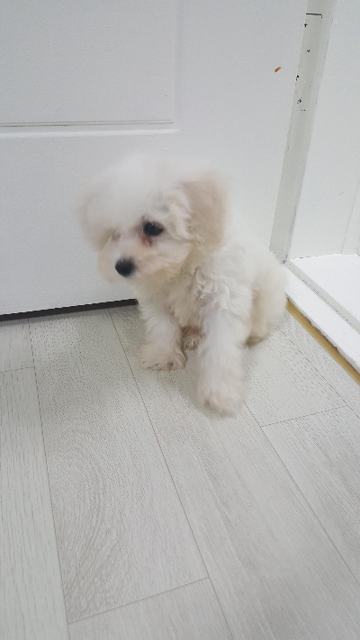 강아지가 먹어도 되는 음식과 피해야 할 음식