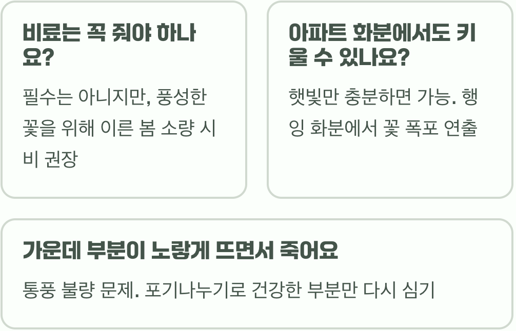 봄의 핑크 카펫&amp;#44; 꽃잔디 키우기 A to Z