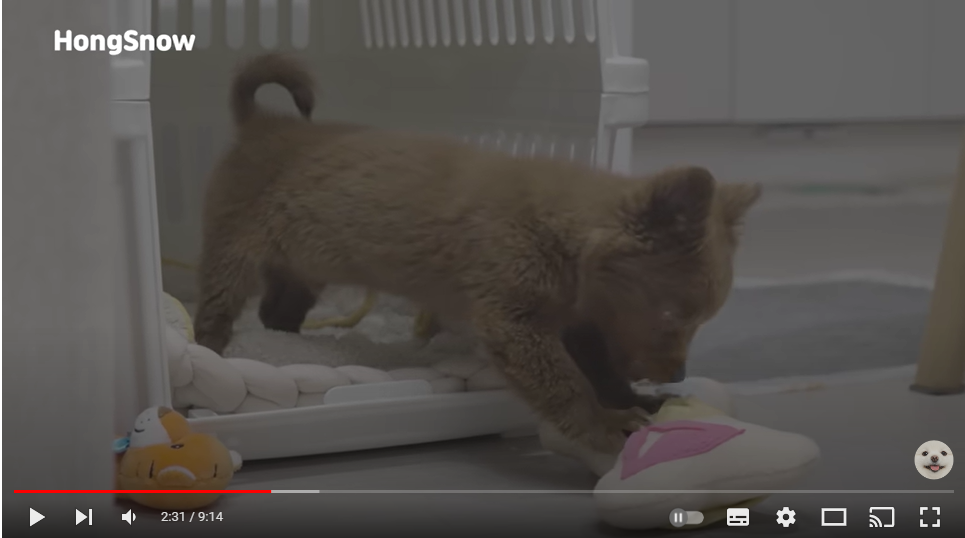 사람을 극도로 무서워하던 유기견이 마음을 여는 과정