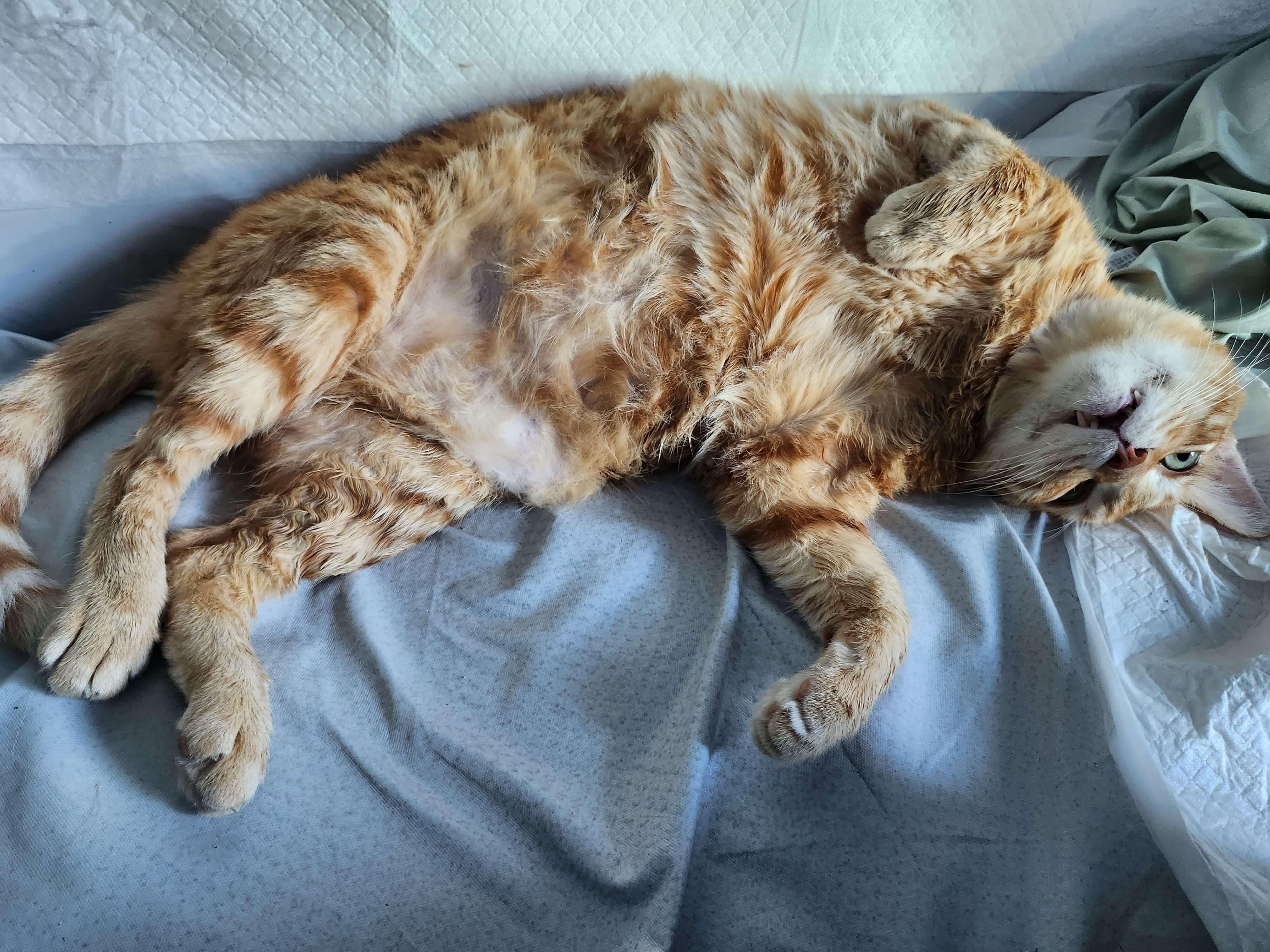 고양이 피부 질환 종합 가이드: 예방과 일상 관리로 건강한 피부 유지하기