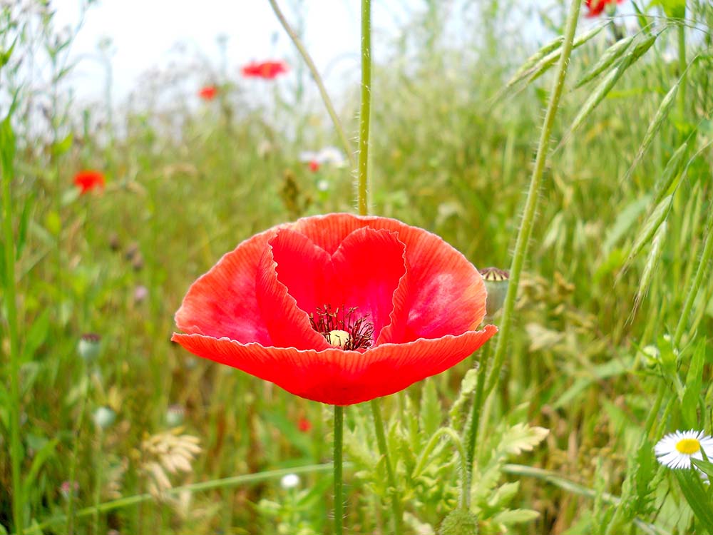 걷고 사랑: 상암동 노을공원