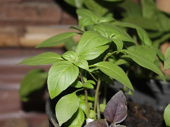 바질 소화불량 개선에 도움