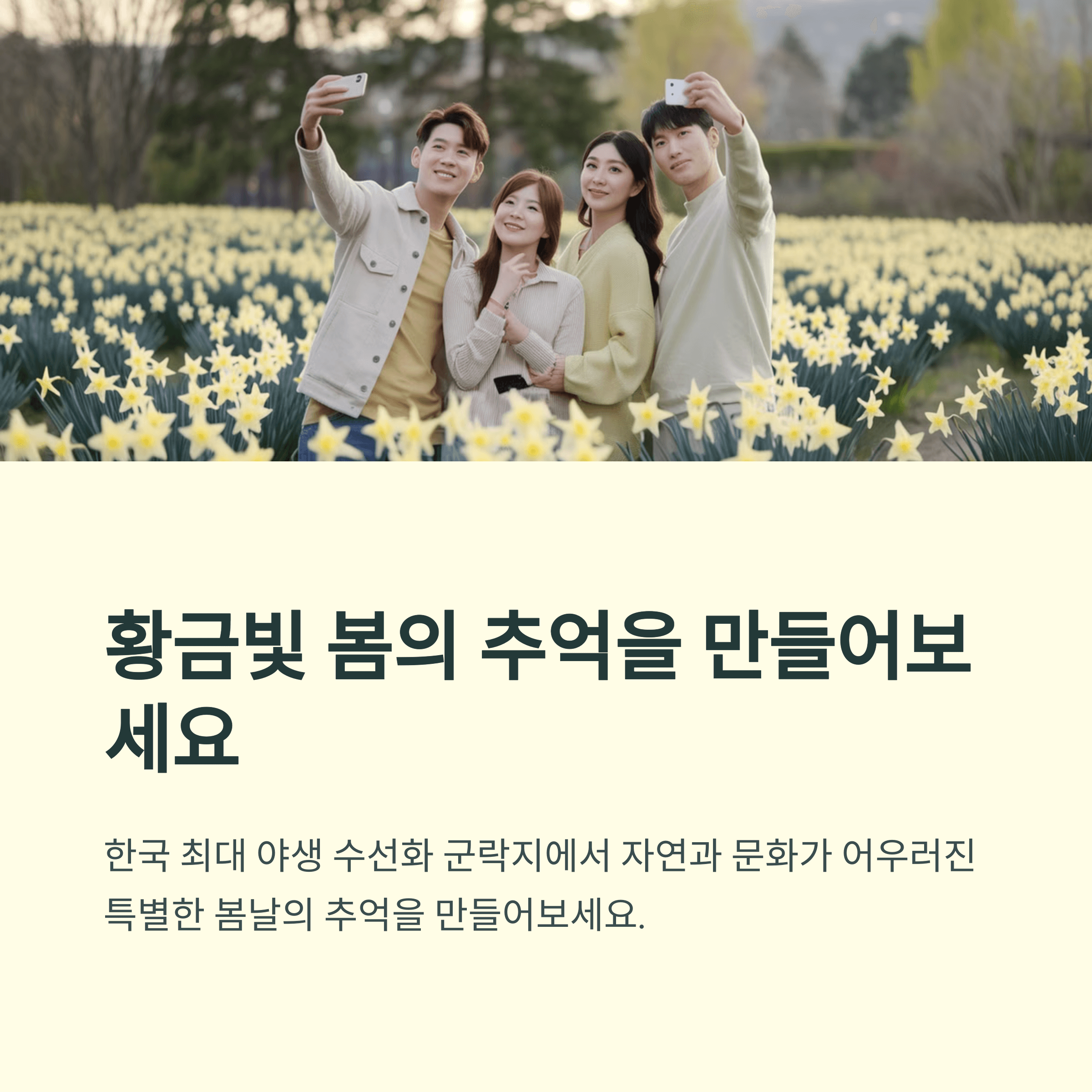 2025년 신안 선도 섬 수선화 축제