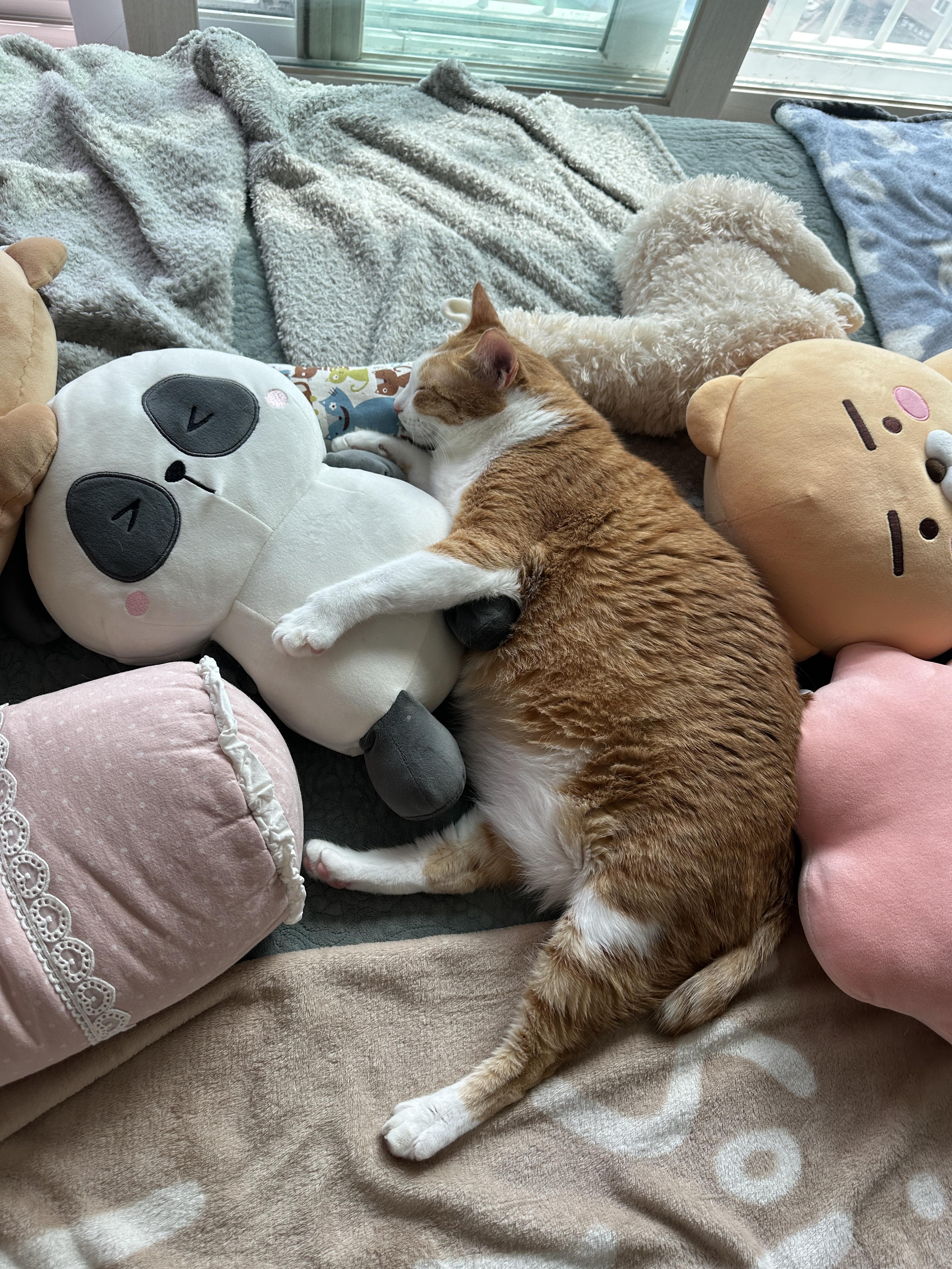 캣닢_쿠션_베고_자는_치즈냥이_호야