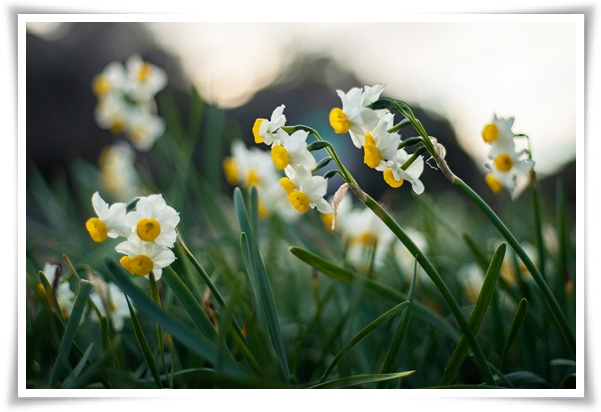 "수선화" 봄의 향기를 담은 마음을 따뜻하게 해 주는 봄의 전령사!