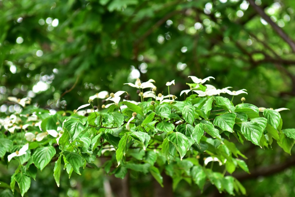 산딸나무 꽃