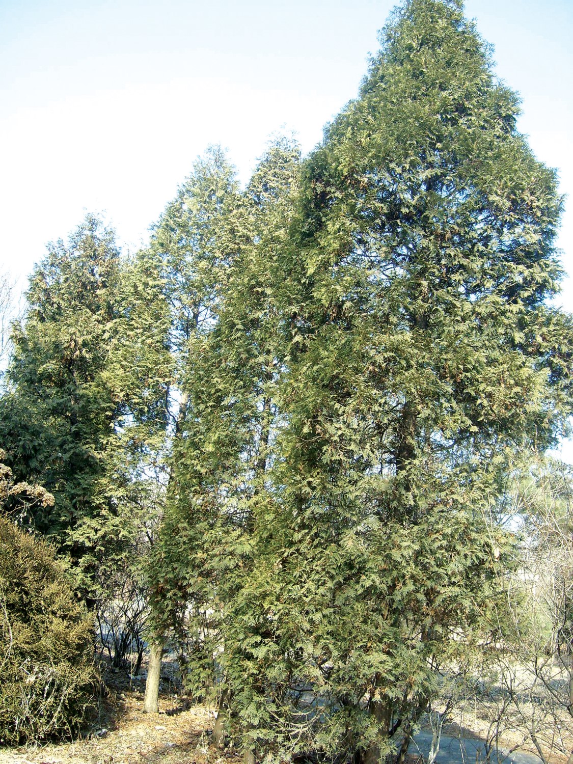 측백나무 종류와 가격