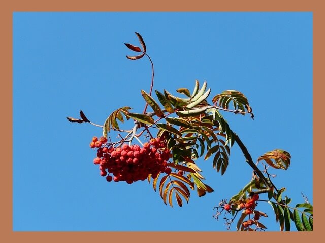 마가목-나무-위-열매