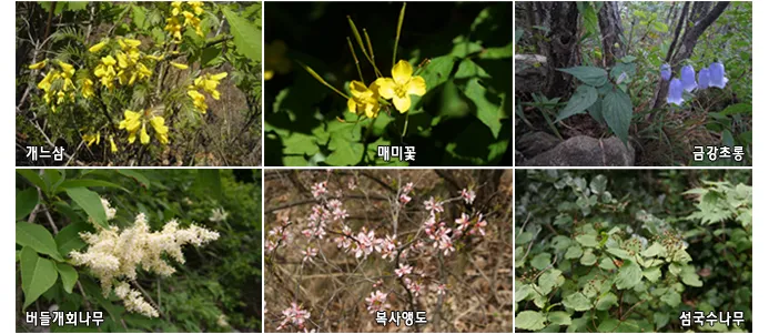 우리나라 특산식물 댕강나무와 댕강나무 꽃말 꽃댕강나무_2