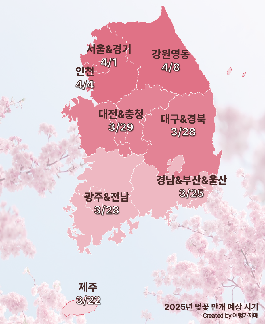 벚꽃 개화시기 관련 사진