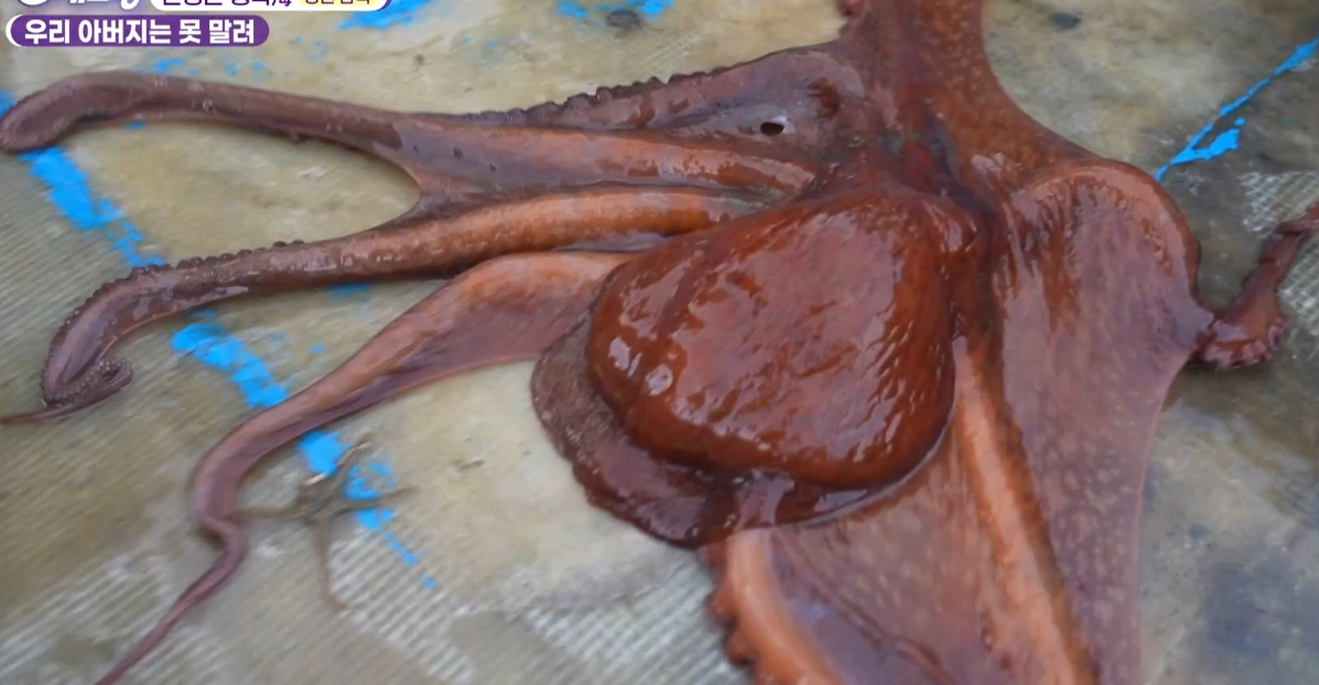 6시내고향 다시보기