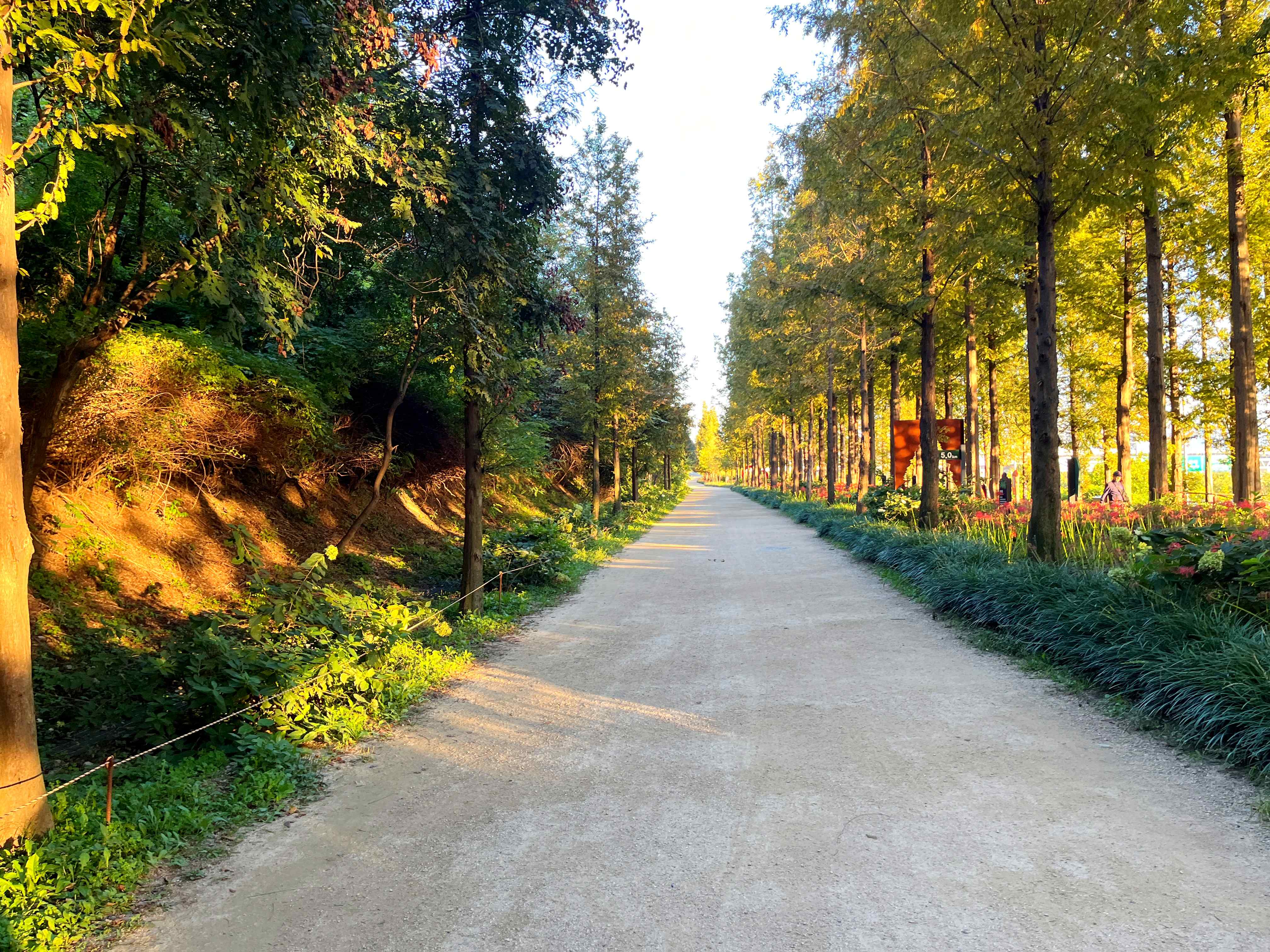 하늘공원 메타세쿼이아길 꽃무릇 시인의 거리