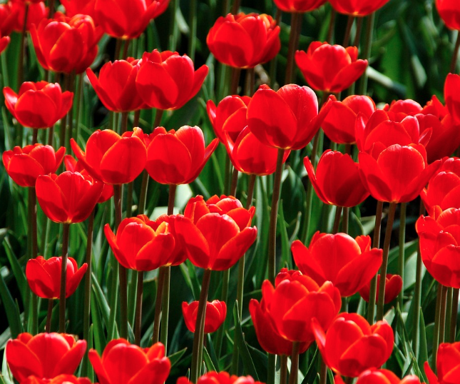 태안 세계 튤립 꽃박람회