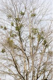 압노바비스쿰(abnobaVISCUM)