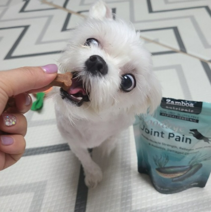 강아지 다리 경련 떨림 vs 발작 위험 이유 5가지와 관리법