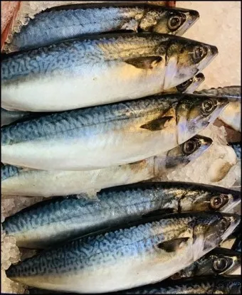 고등어 굽는 방법 비린내 잡기 레시피_25