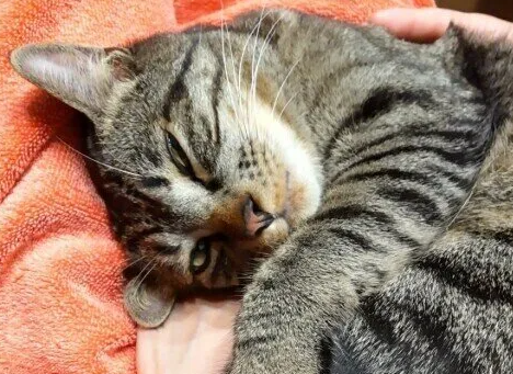 고양이의 항문 주변 트러블 증상과 원인