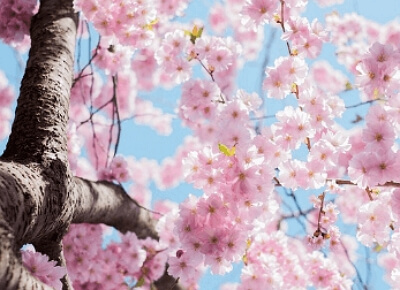 진해군항제 무료 셔틀버스 노선도, 기차 예매 꿀팁