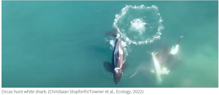 범고래에 습격당하는 백상아리 드론 영상! Watch A Great White Become an Orca's Lunch in World-First Footage