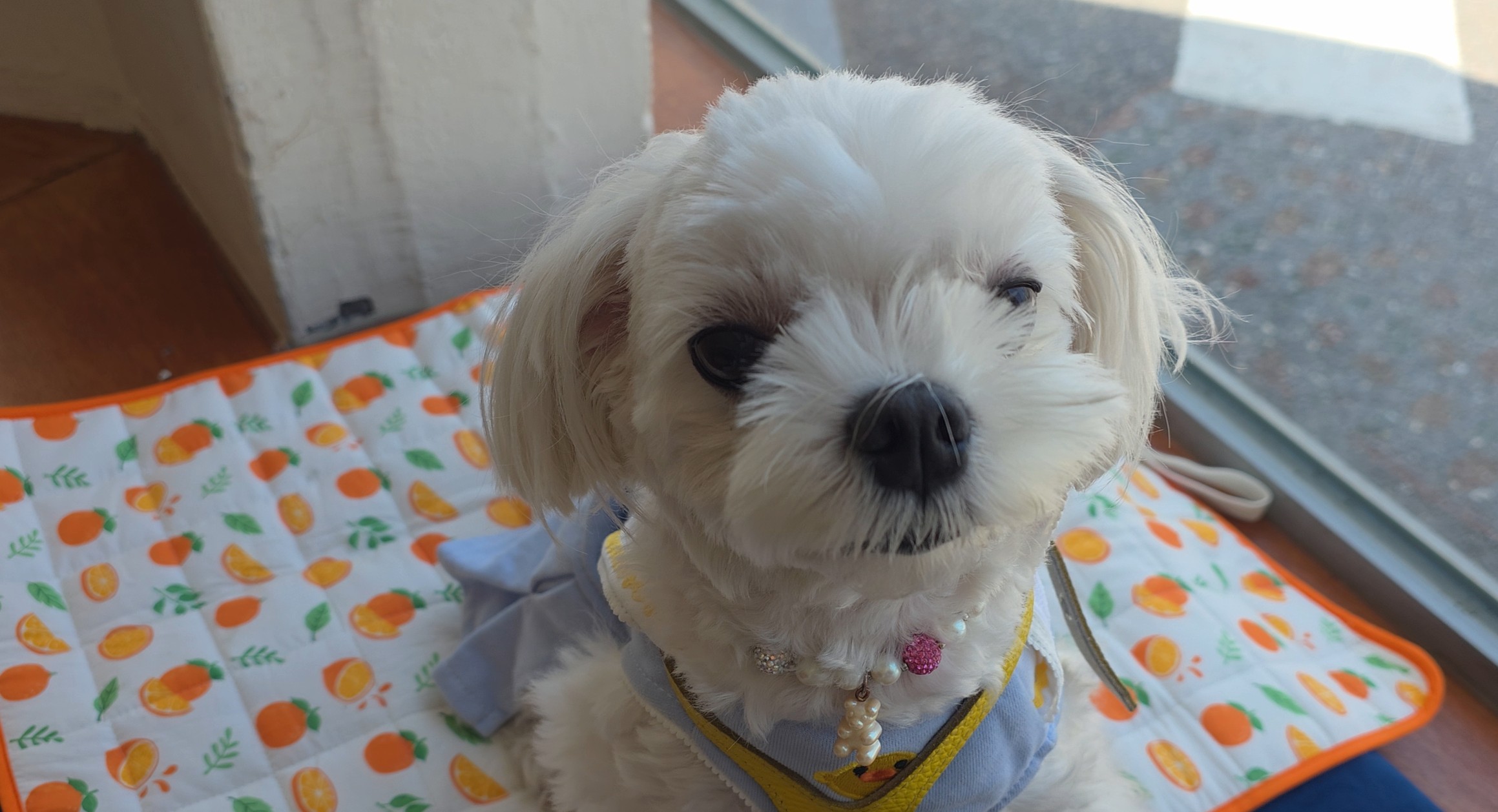 창가에 앉아 있는 라떼