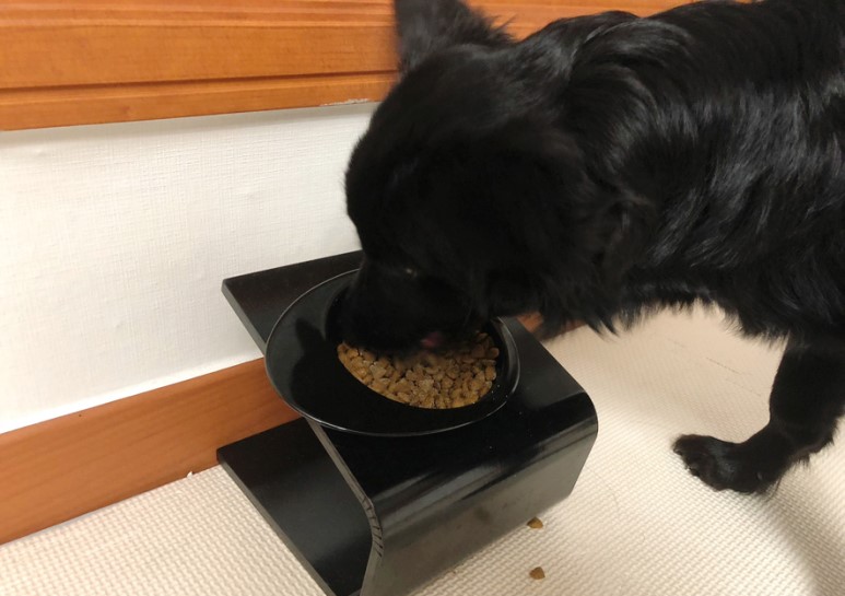 강아지영양제 원미닛펫 프로바이오틱스 후기