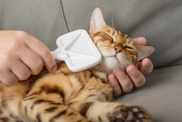 고양이 빗 추천