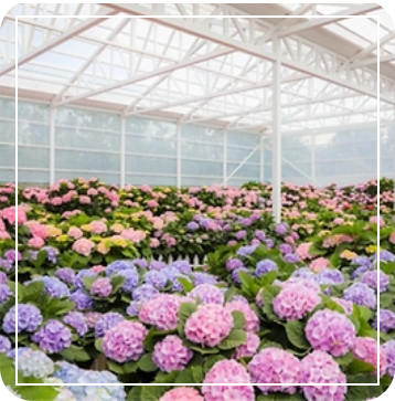 휴애리 수국정원 이미지 출처: 휴애리 홈페이지