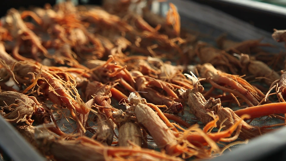 공진단과 경옥고 차이