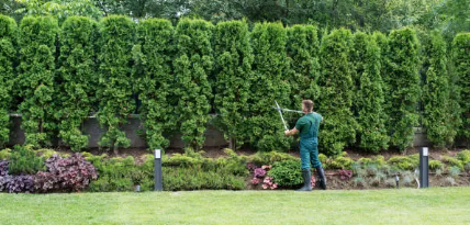 공공 텃밭 관련 사진