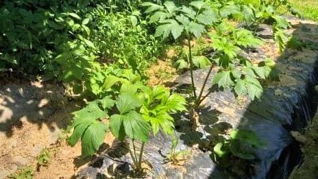 신선초-수확시기-재배밭-선정